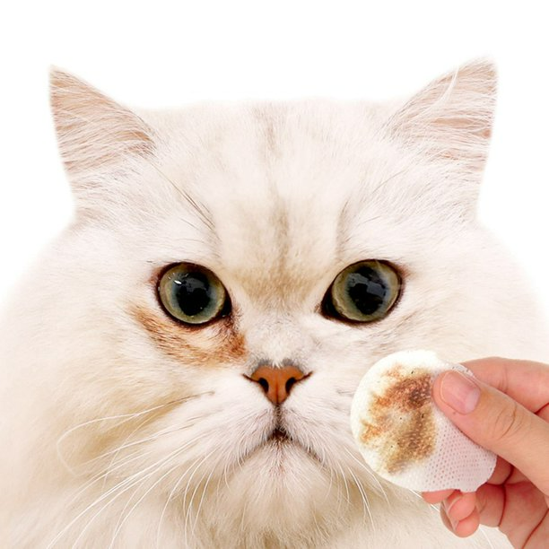 kedi-3