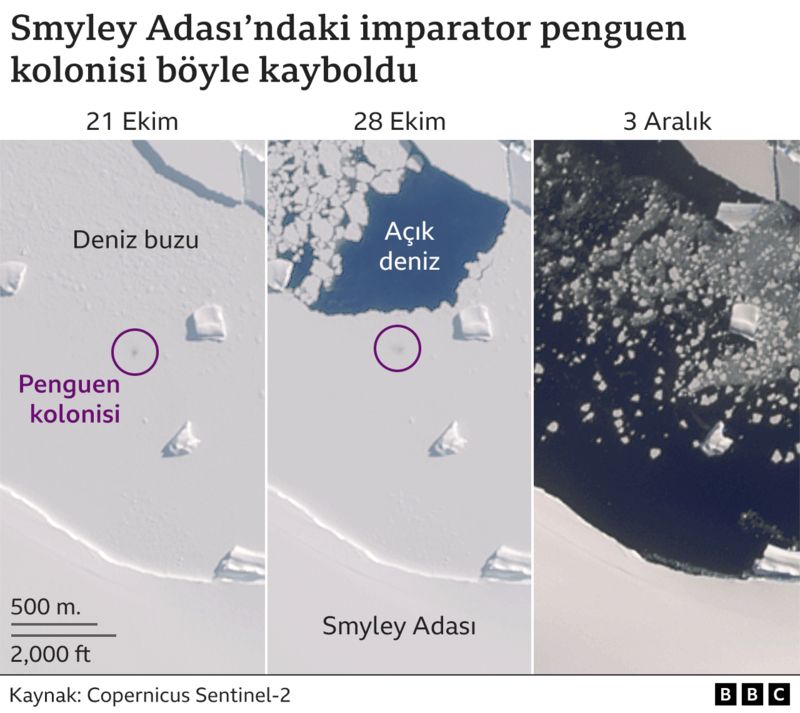 penguen ölümü