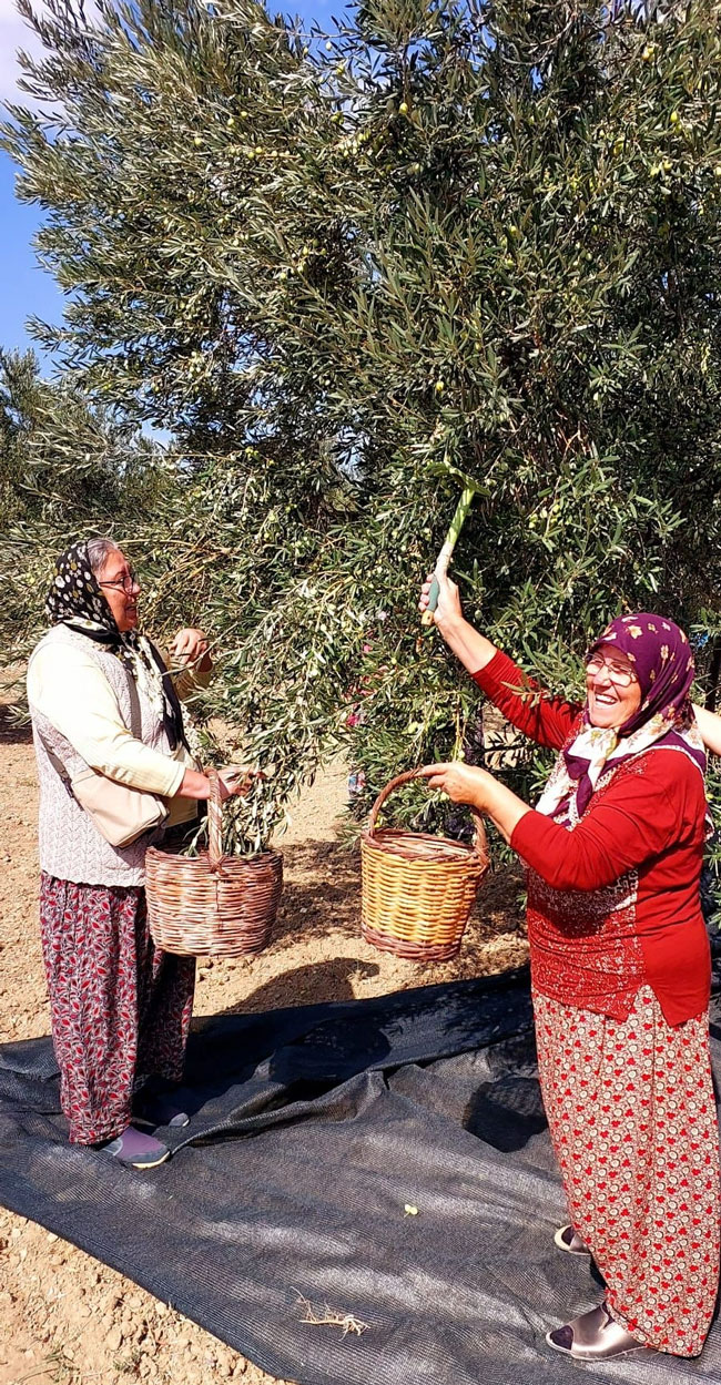 zeytin-2