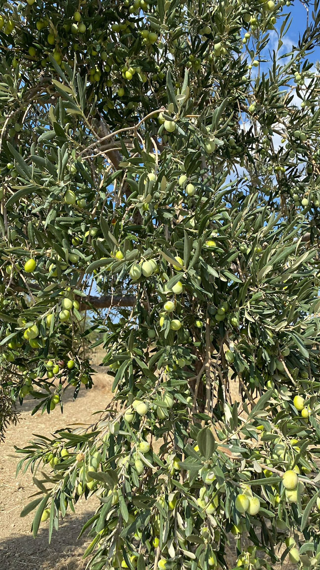 zeytin-3