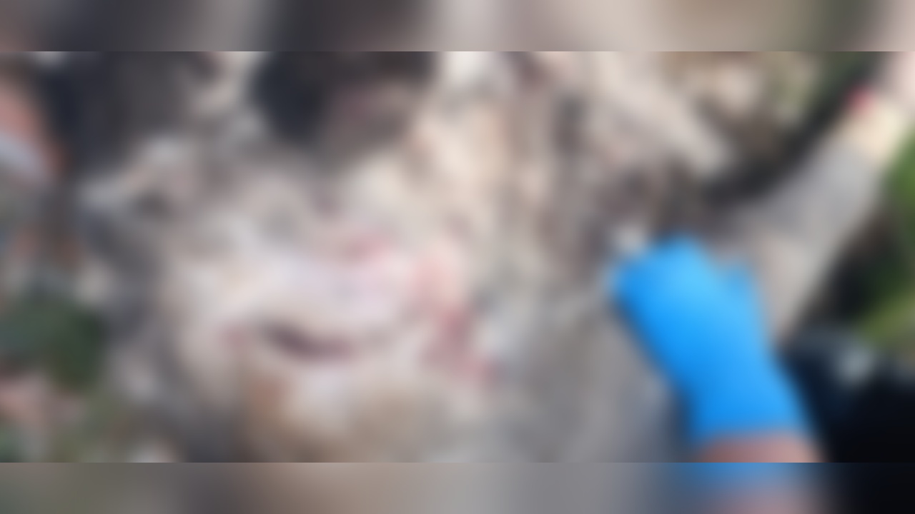 166751 2-1