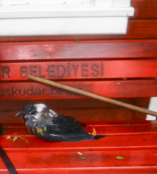 İstanbul'da inanılmaz görüntüler