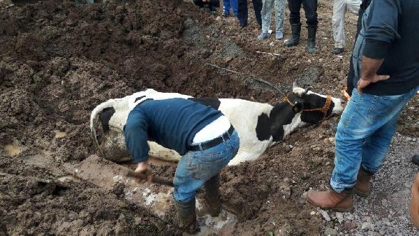 Çamura batan ineği itfaiye kurtardı Çamura batan ineği itfaiye kurtardı