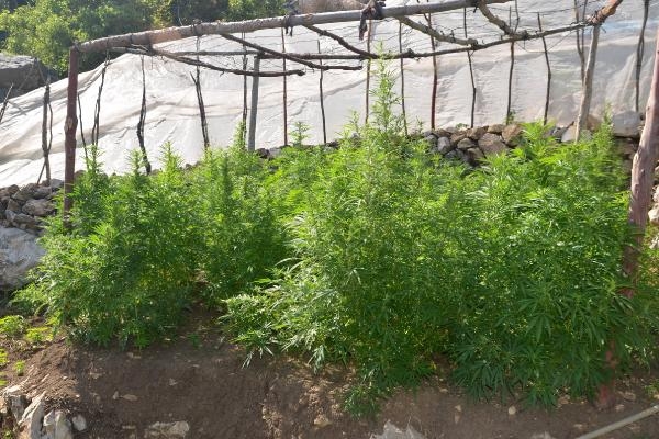 Serik'te 53 kilo esrar ele geçirildi Serik'te 53 kilo esrar ele geçirildi
