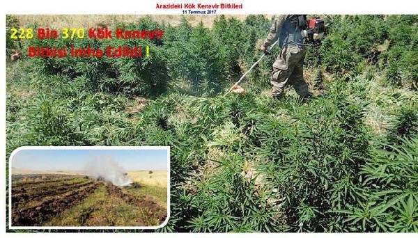 Diyarbakır'da 228 bin kök hintkeneviri ele geçirildi Diyarbakır'da 228 bin kök hintkeneviri ele geçirildi