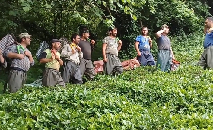 Çay işçileri çay toplamayı eğlenceye dönüştürdü