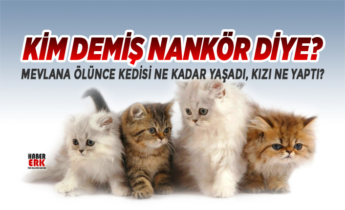 mevlana olunce kedisi ne kadar