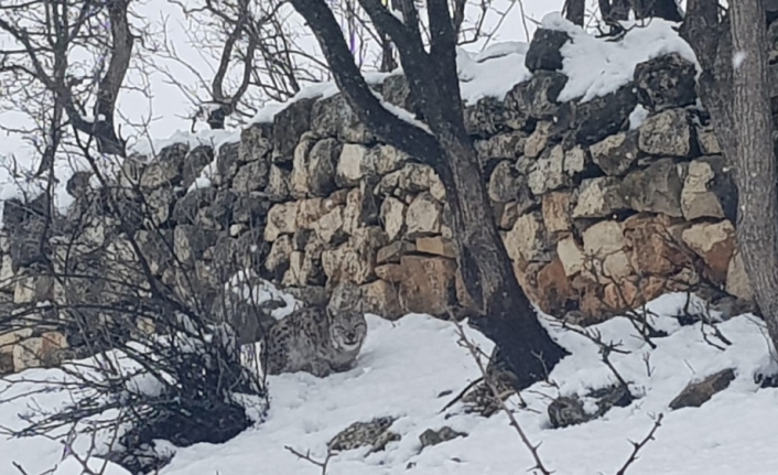 Önce beyaz gelincik ardından da vaşak