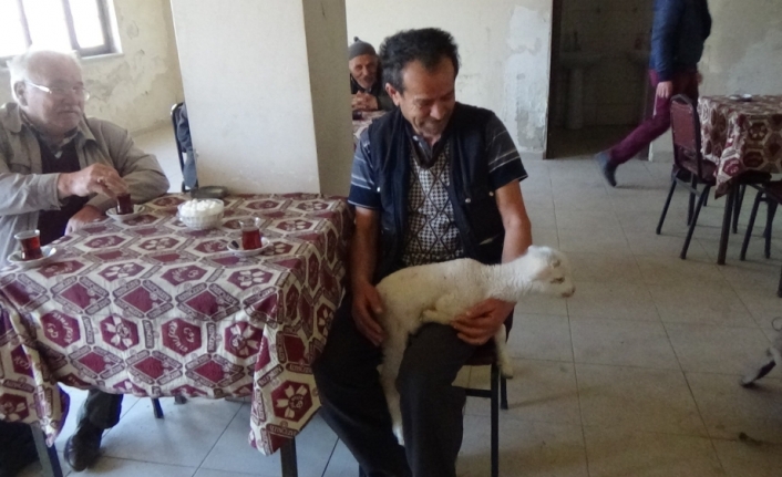 Büyükşehir adayı kuzusuyla seçim çalışmalarında