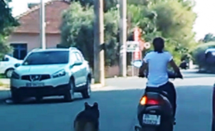 Köpeğini motosiklete bağlayan kadına tepki