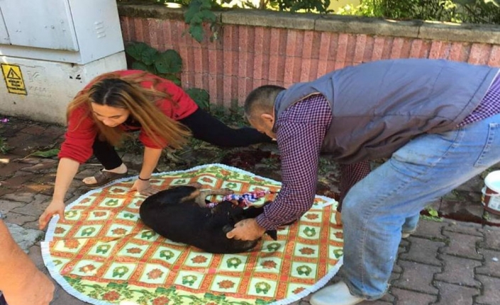 Sokak köpeğini acımasızca vurdular