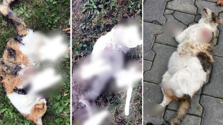 Bolu Yu Ayaga Kaldiran Kedi Olumlerinin Sebebini Cinayet Buro Amirligi Cozdu