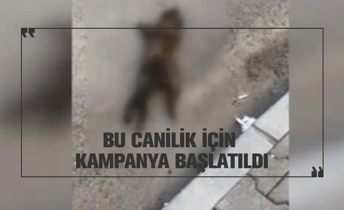 yavru kediler