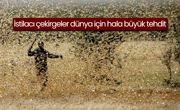 İstilacı çekirgeler dünyayı tehdit ediyor