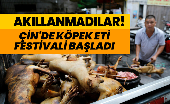 çinde köpek festivali