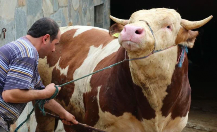 Kurban Nasil Kesilir Hangi Dualar Okunur Kacinci Gune Kadar Ibadet Gerceklestirilir