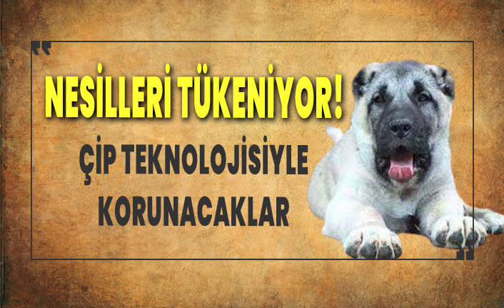 Kangallarin Nesli Tukeniyor Cip Takilarak Koruma Altina Alinacaklar