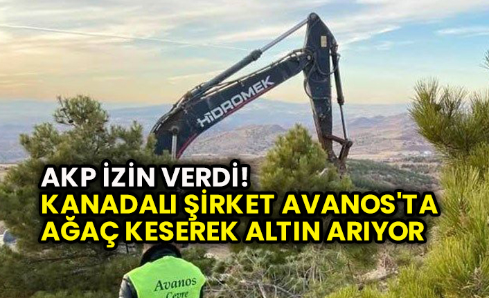 Akp Izin Verdi Kanadali Sirket Avanos Ta Agac Keserek Altin Ariyor Borsa Istanbul Katar A Avanos