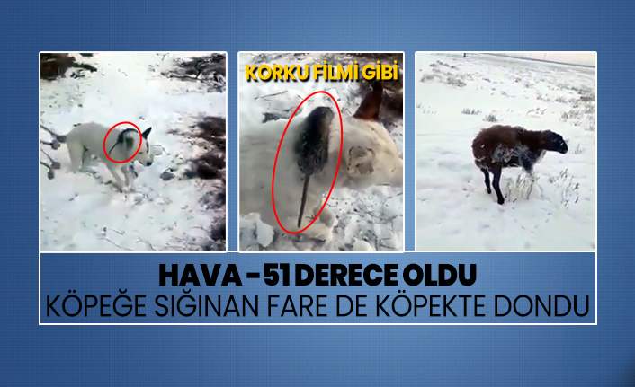hava 51 derece oldu kopege siginan