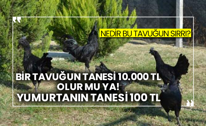 tanesi 10 000 tl