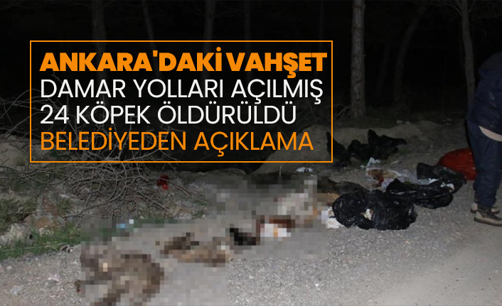 Ankara'daki vahşet damar yolları açılmış 24 köpek öldürüldü belediyeden açıklama