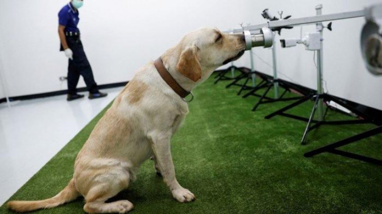 Bilimsel araştırma: Köpekler Covid-19’un kokusunu alabiliyor