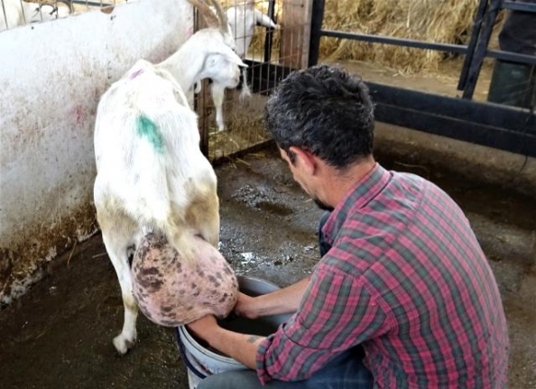 Beslediği keçi bir günde ağırlığının yarısı kadar süt verip, rekor kırdı