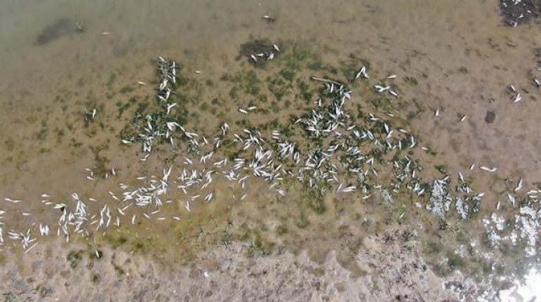 Türkiye'nin en uzun ırmağı Kızılırmak'tan su yerine ölü balık akıyor