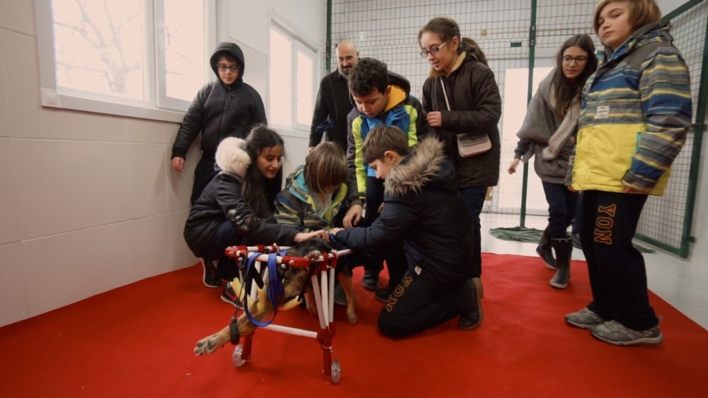 Yön Koleji öğrencilerinden 3 aylık köpeğe protez bacak